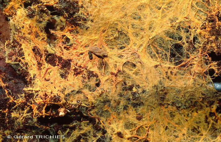 Scytinostromella olivaceoalba?(Leptosporomyces fuscostratus)
